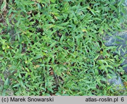 Vinca herbacea (barwinek zielny)