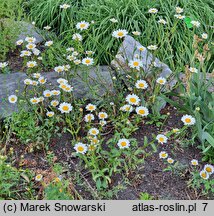 Leucanthemum monspeliense (jastrun francuski)