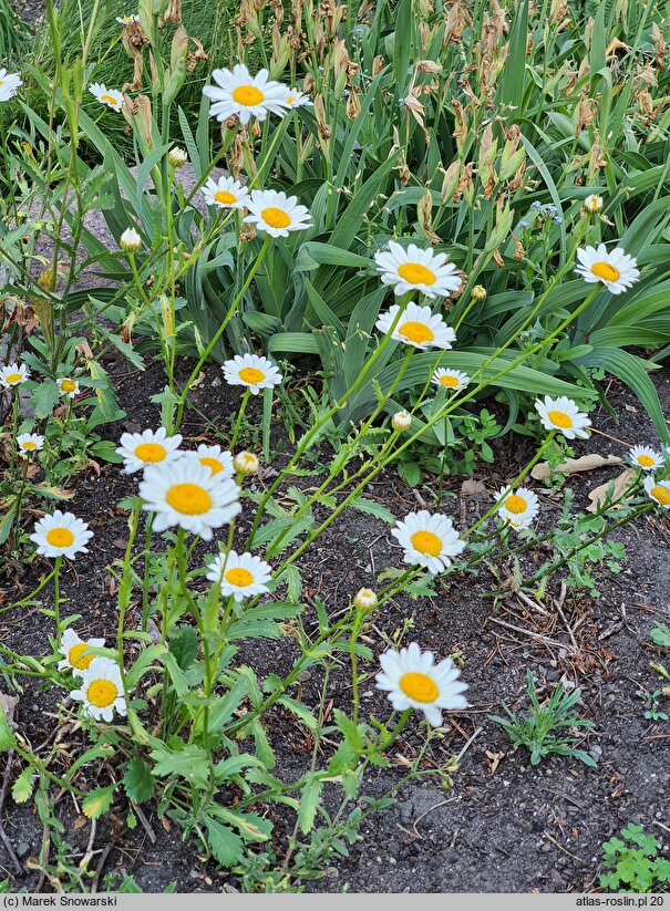 Leucanthemum monspeliense (jastrun francuski)