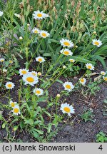 Leucanthemum monspeliense (jastrun francuski)