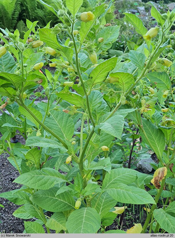 Atropa bella-donna Lutea