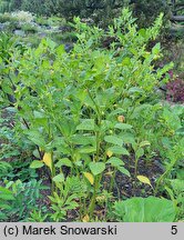 Atropa bella-donna Lutea