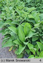 Inula helenium (oman wielki)