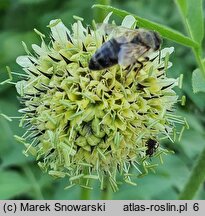 Cephalaria gigantea (głowaczek olbrzymi)