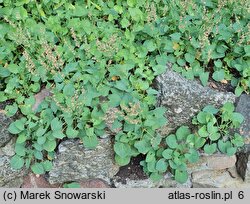 Rumex scutatus (szczaw tarczolistny)