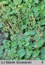 Rumex scutatus (szczaw tarczolistny)