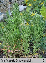 Erysimum pulchellum (pszonak nadobny)