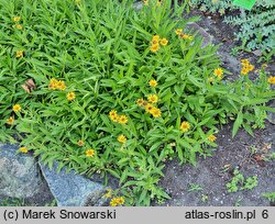 Arnica sachalinensis