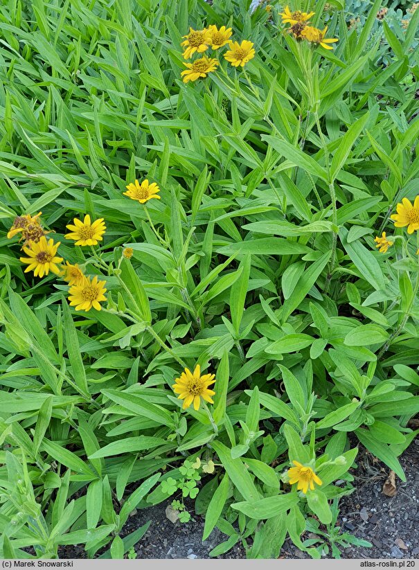 Arnica sachalinensis