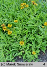 Arnica sachalinensis