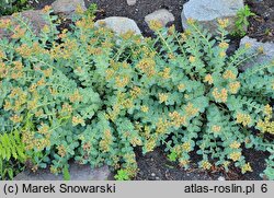 Rhodiola rosea ssp. arctica (różeniec górski arktyczny)