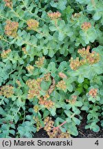 Rhodiola rosea ssp. arctica (różeniec górski arktyczny)