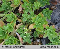 Arabis scopoliana (gęsiówka Scopoliego)