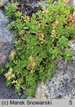 Saxifraga omolojensis (skalnica Ledeboura)