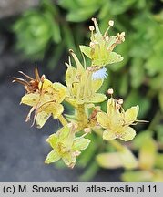 Saxifraga omolojensis (skalnica Ledeboura)