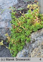 Saxifraga omolojensis (skalnica Ledeboura)