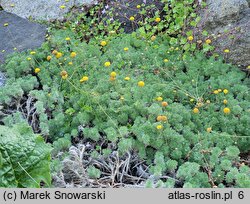 Cotula hispida (kotula owłosiona)