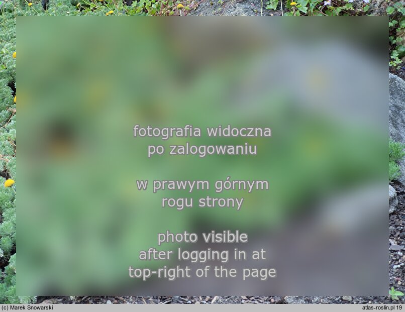 Cotula hispida (kotula owłosiona)