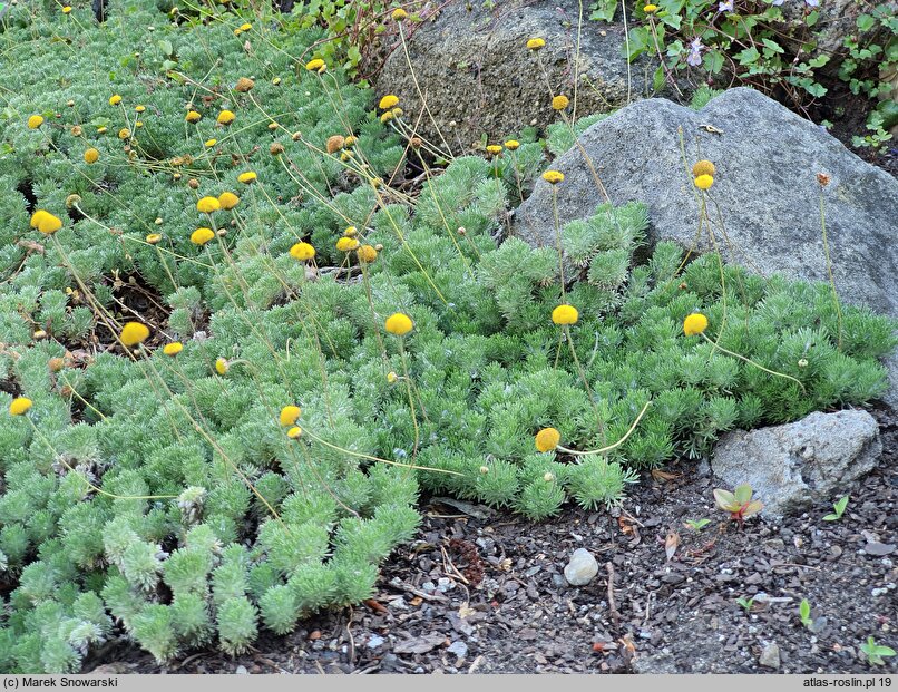 Cotula hispida (kotula owłosiona)