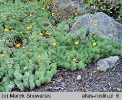 Cotula hispida (kotula owłosiona)