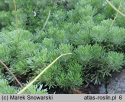 Cotula hispida (kotula owłosiona)