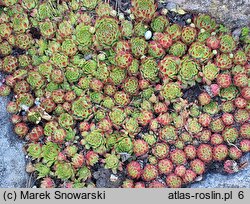 Sempervivum ×funckii (rojnik Funcka)