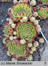 Sempervivum ×funckii (rojnik Funcka)