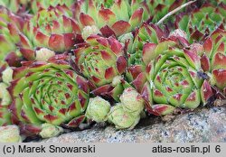 Sempervivum ×funckii (rojnik Funcka)