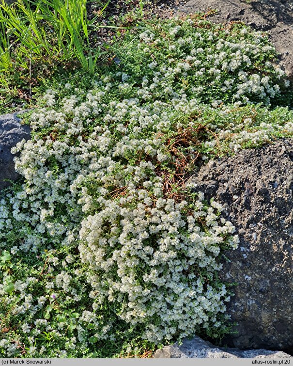 Paronychia kapela ssp. serpyllifolia (paronychia macierzankolistna)