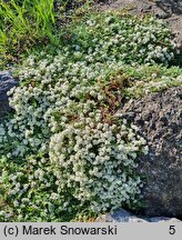 Paronychia kapela ssp. serpyllifolia (paronychia macierzankolistna)