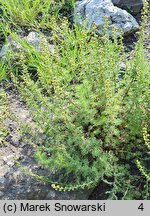 Artemisia rupestris (bylica naskalna)