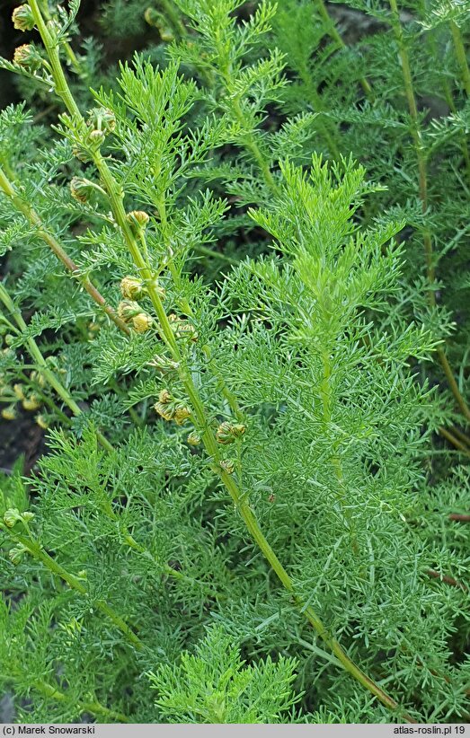 Artemisia rupestris (bylica naskalna)