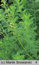 Artemisia rupestris (bylica naskalna)