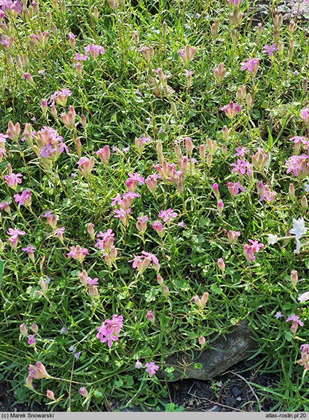 Saponaria caespitosa (mydlnica rozesłana)