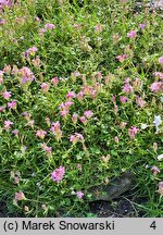 Saponaria caespitosa (mydlnica rozesłana)