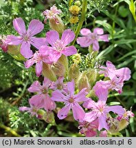 Saponaria caespitosa (mydlnica rozesłana)