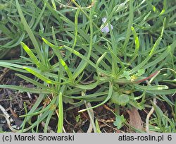 Saponaria caespitosa (mydlnica rozesłana)