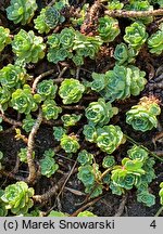 Rhodiola pachyclados (rozchodnik grubopędowy)