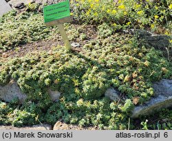 Arabis ×wilczekii (gęsiówka Wilczka)