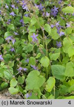 Campanula poscharskyana (dzwonek Poszarskiego)