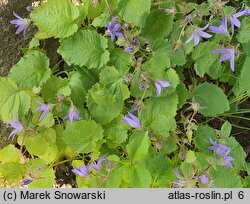 Campanula poscharskyana (dzwonek Poszarskiego)