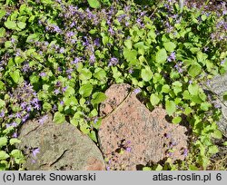 Campanula poscharskyana (dzwonek Poszarskiego)