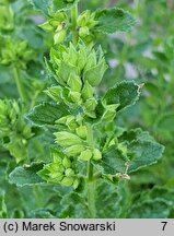 Teucrium chamaedrys Album