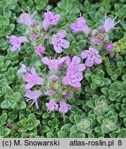 Thymus serpyllum Pygmaeus