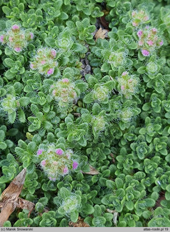 Thymus serpyllum Pygmaeus