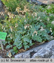 Dicentra eximia Alba