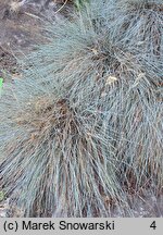 Festuca glauca Blauglut