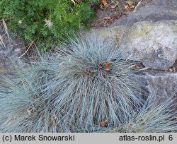 Festuca glauca Blauglut