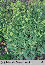 Aethionema grandiflorum (skrzydlinka wielkokwiatowa)