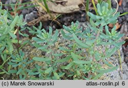 Aethionema grandiflorum (skrzydlinka wielkokwiatowa)